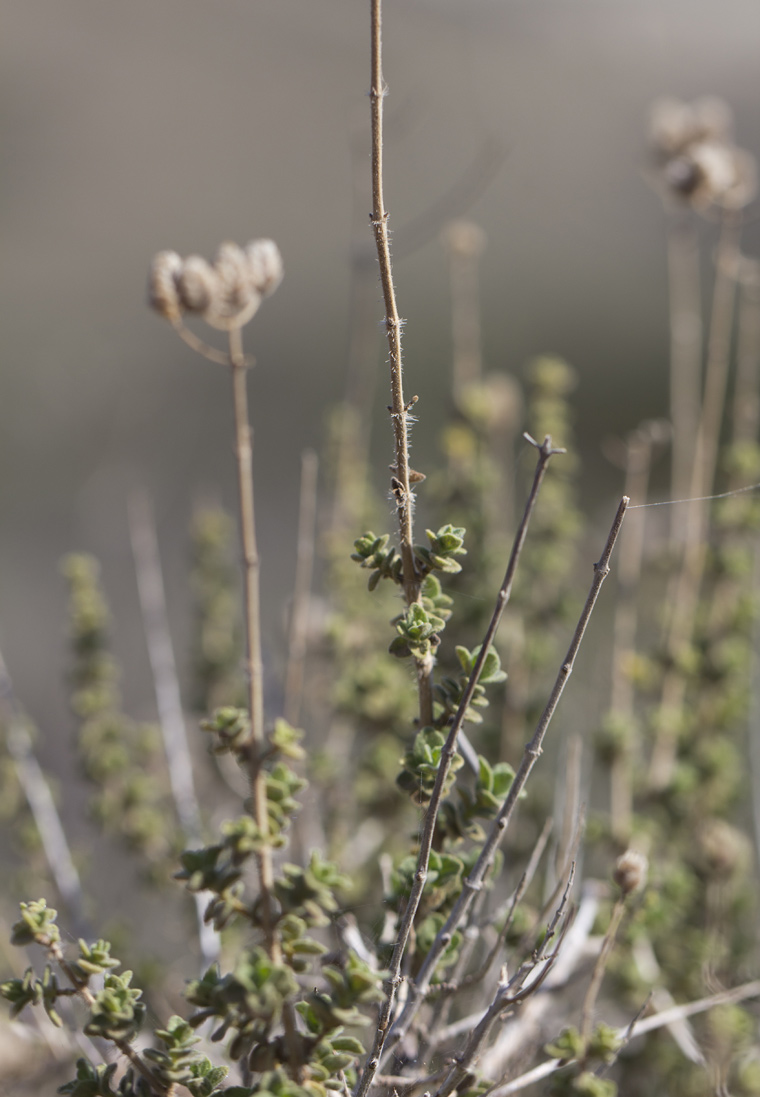 Image of Origanum onites specimen.