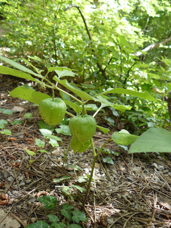 Image of Alkekengi officinarum specimen.