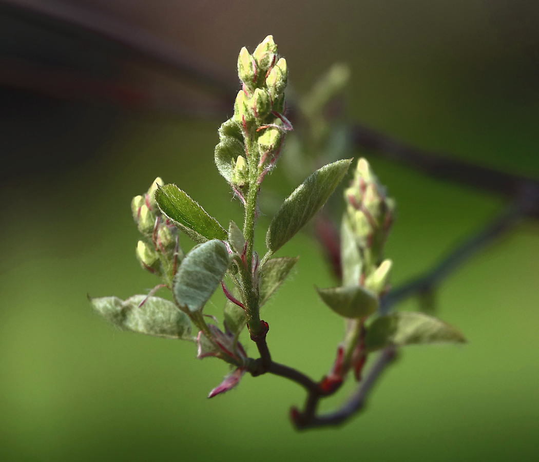 Изображение особи Amelanchier spicata.