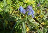 Muscari armeniacum. Цветущие растения с аномальными соцветиями (культивар). Тверская обл., г. Тверь, городской сад, клумба. 17.05.2019.