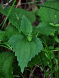 Viola uniflora. Верхушка побега с плодом. Алтай, Шебалинский р-н, долина р. Сема, опушка хвойно-лиственного леса. 10.06.2019.