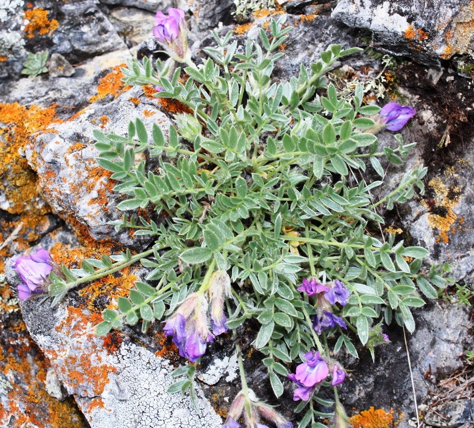 Image of Oxytropis bracteata specimen.