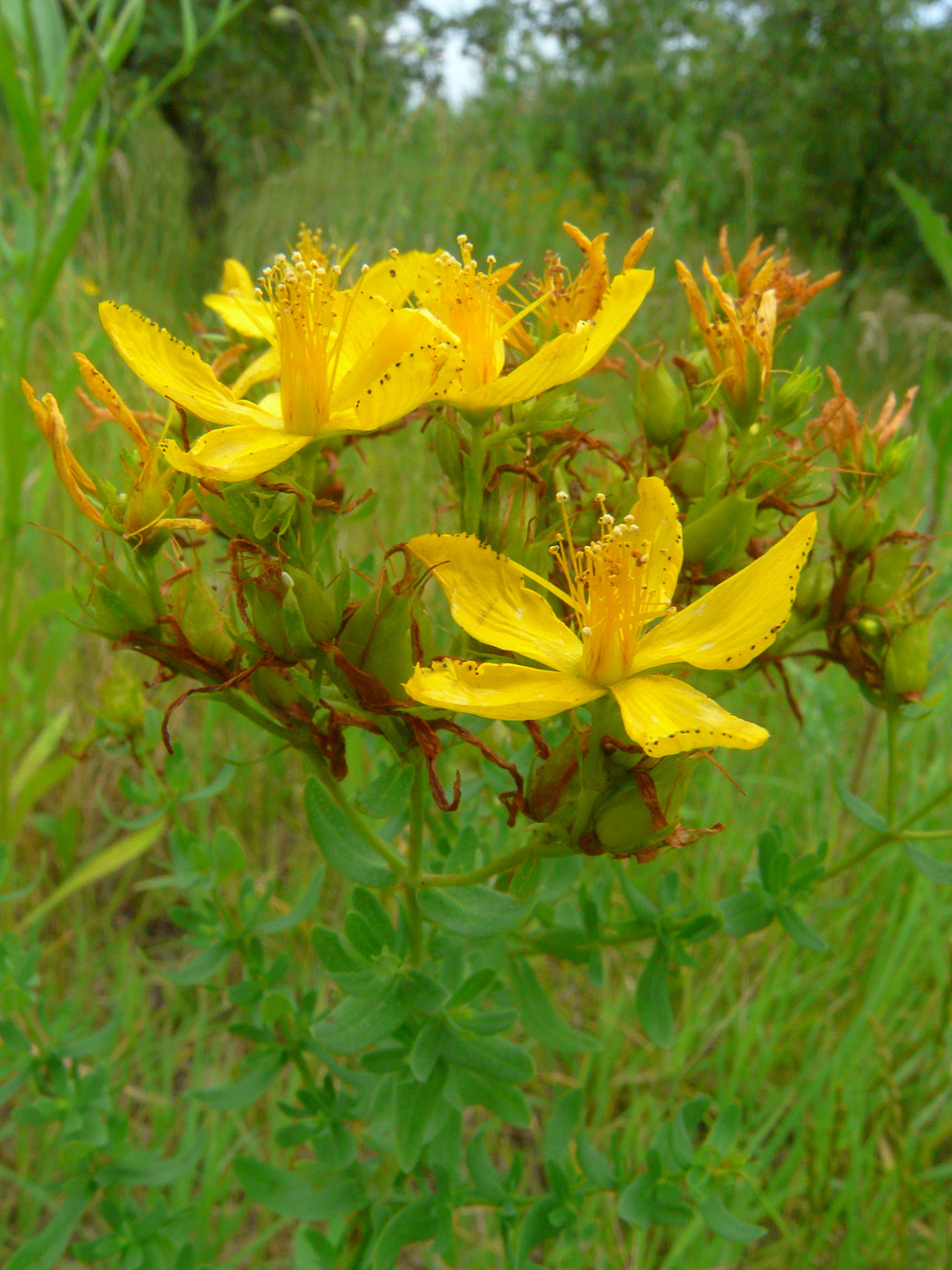 Image of Hypericum perforatum specimen.