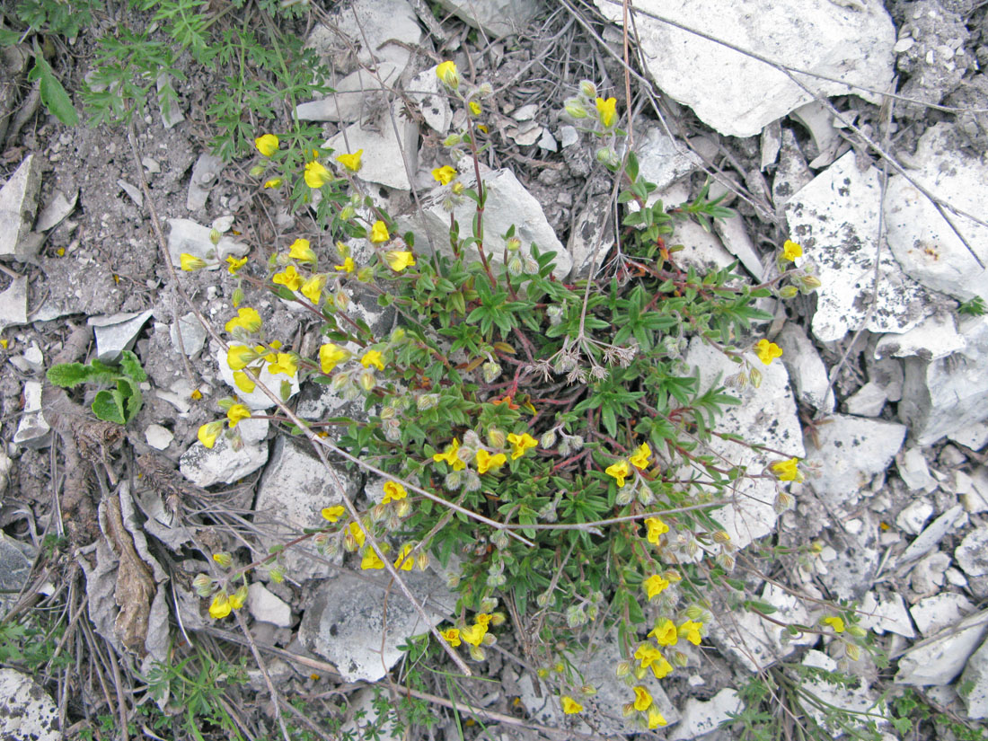 Image of Helianthemum cretaceum specimen.