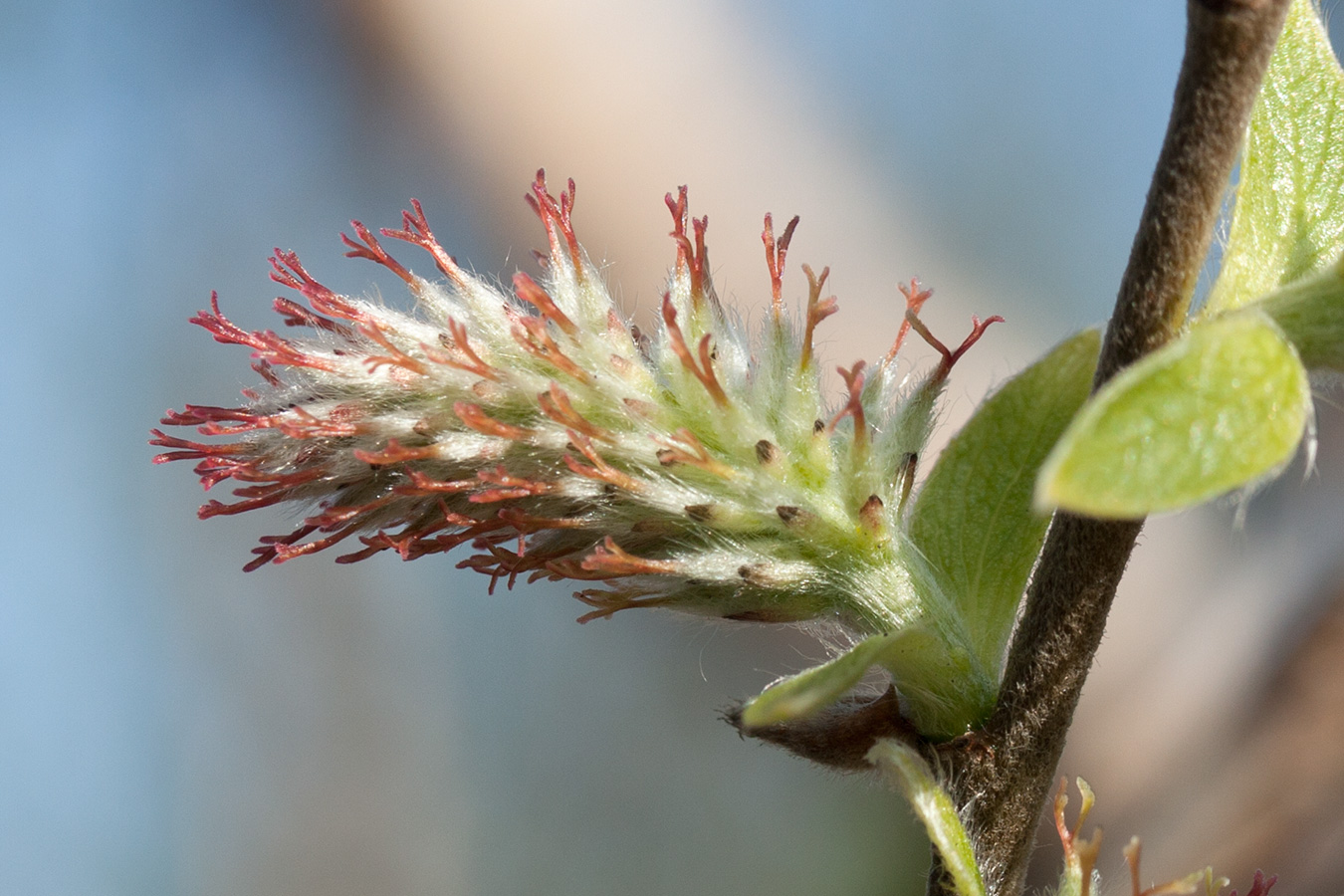 Изображение особи Salix borealis.