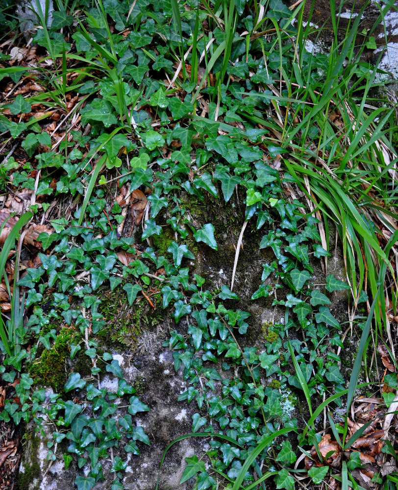 Image of Hedera helix specimen.