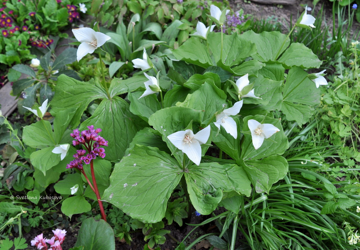 Image of Trillium flexipes specimen.