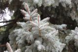 Picea form glauca