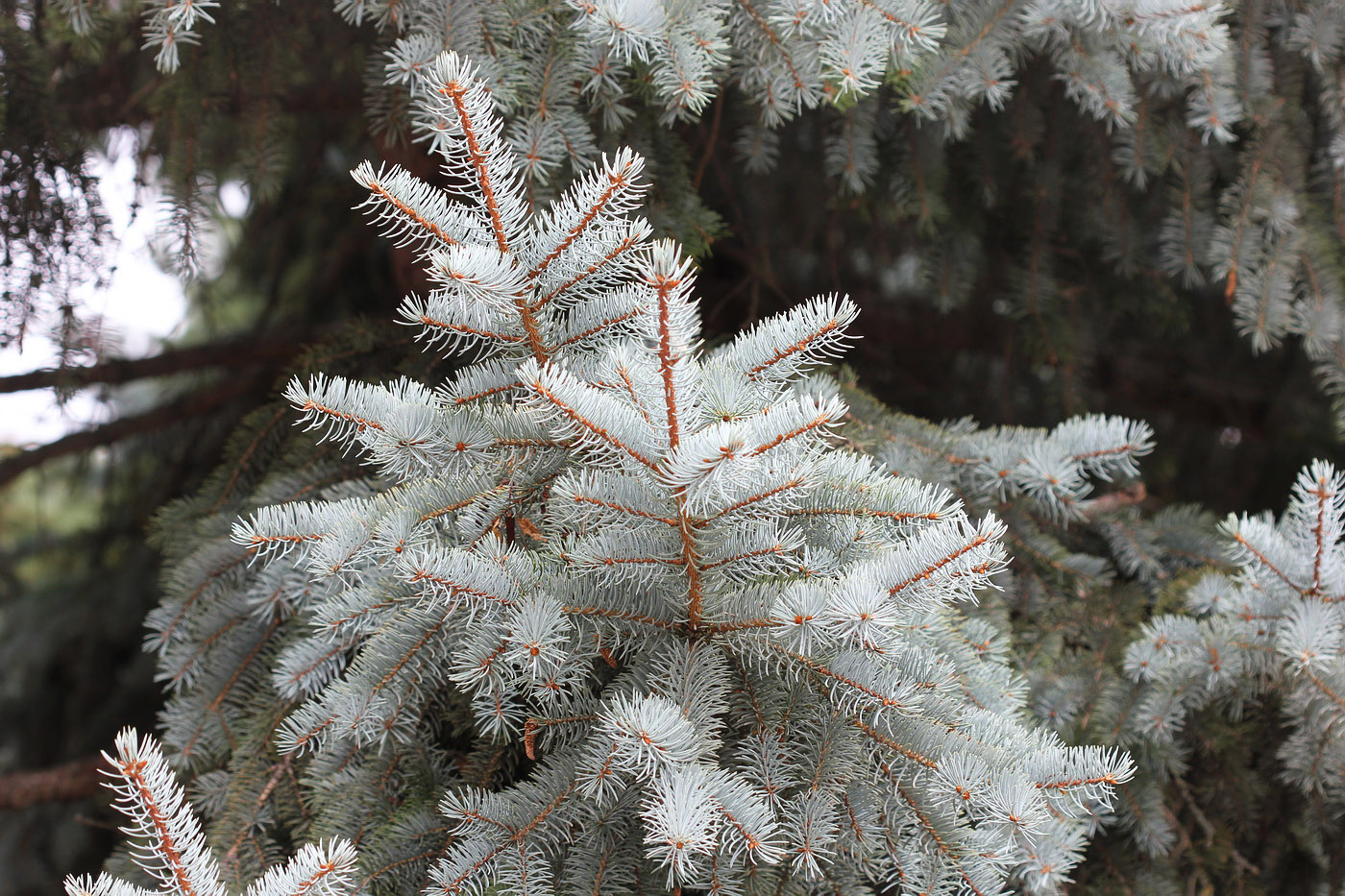 Изображение особи Picea pungens f. glauca.