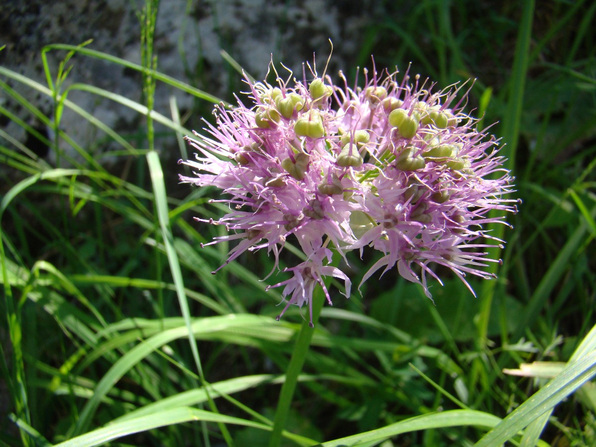 Image of Allium schachimardanicum specimen.