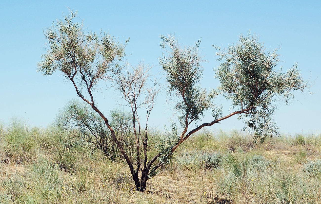 Image of Ammodendron bifolium specimen.