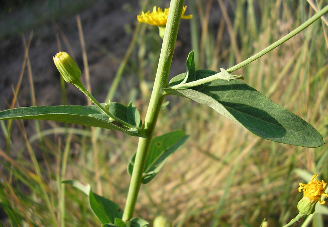 Image of Hieracium pervagum specimen.