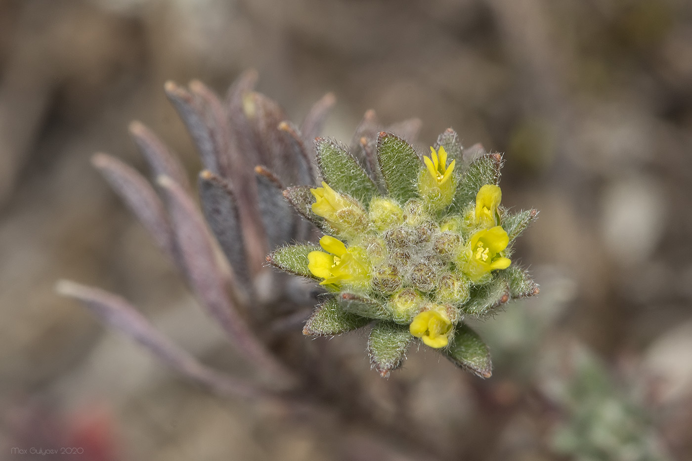 Image of genus Alyssum specimen.