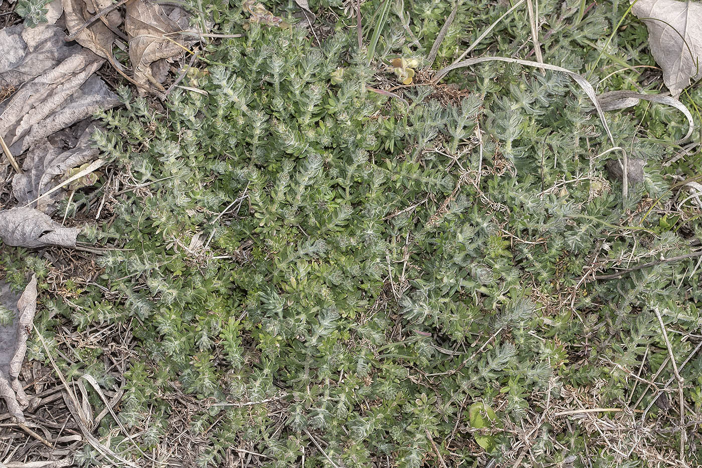 Изображение особи Galium humifusum.