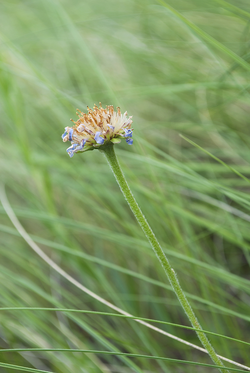 Изображение особи Aster alpinus.