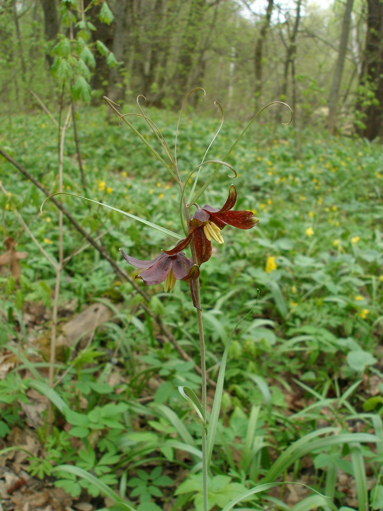 Изображение особи Fritillaria ruthenica.