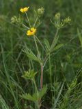 Potentilla goldbachii. Верхушка растения с цветками и бутонами. Ленинградская обл., Лужский р-н, пойма р. Луга у дер. Кемка. 10.06.2010.