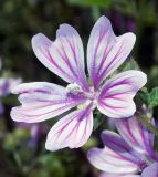 Malva sylvestris