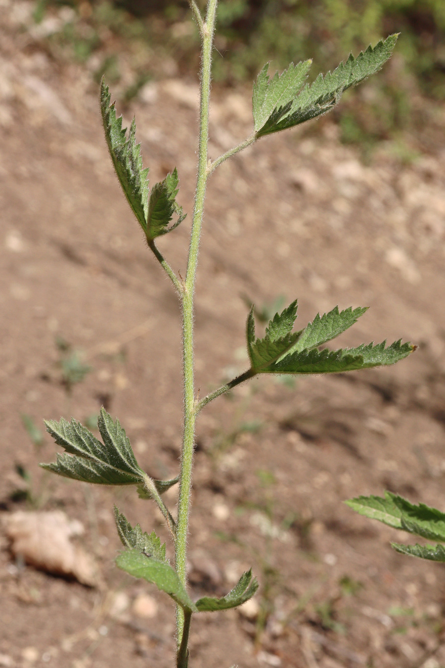 Изображение особи Althaea narbonensis.