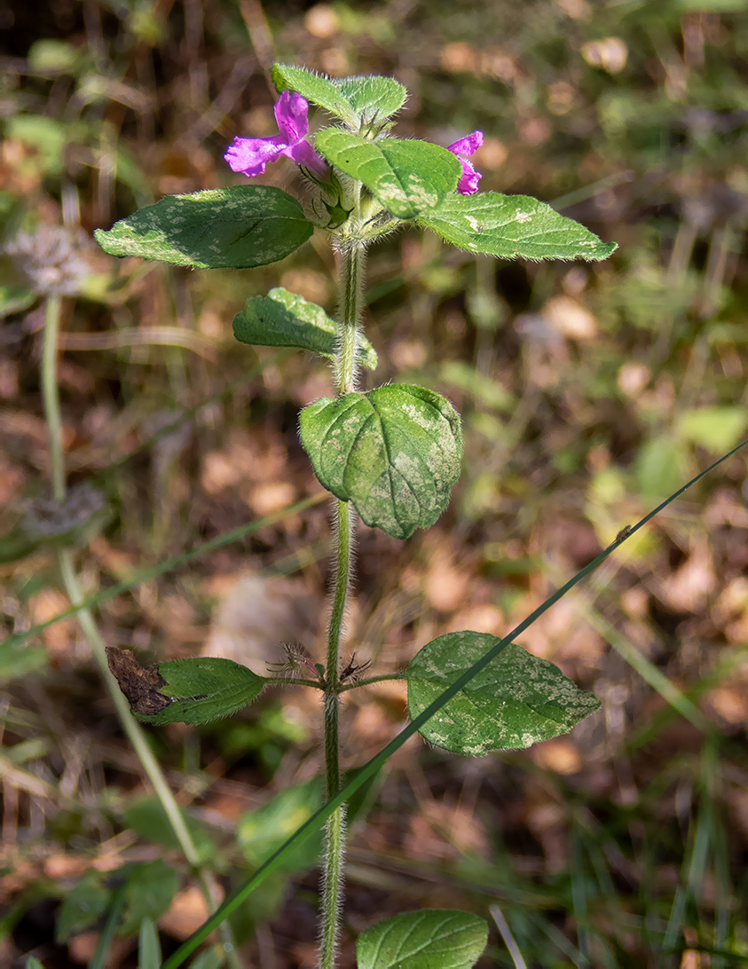 Изображение особи Clinopodium vulgare.