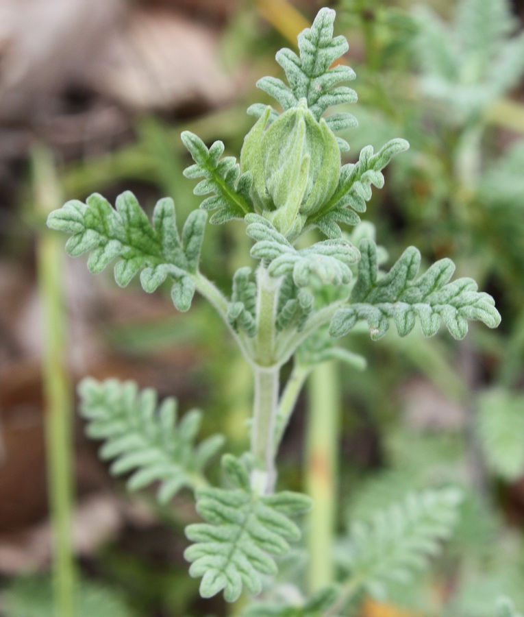 Изображение особи Scutellaria orientalis.