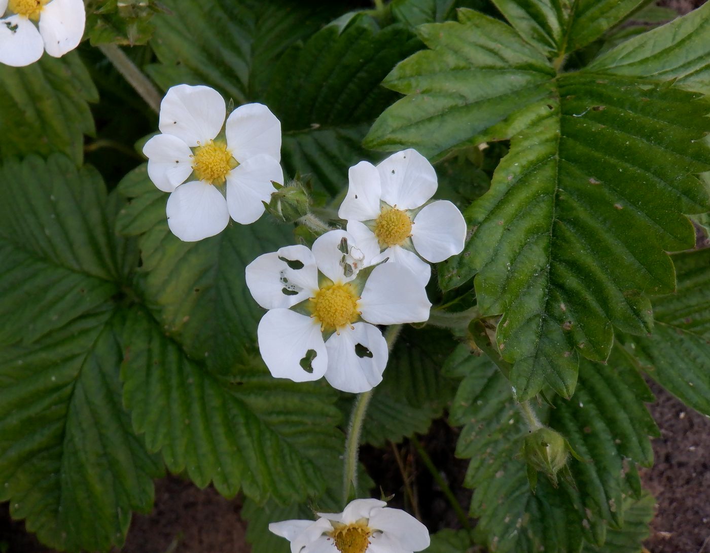 Image of Fragaria moschata specimen.