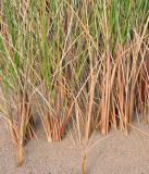 Ammophila arenaria