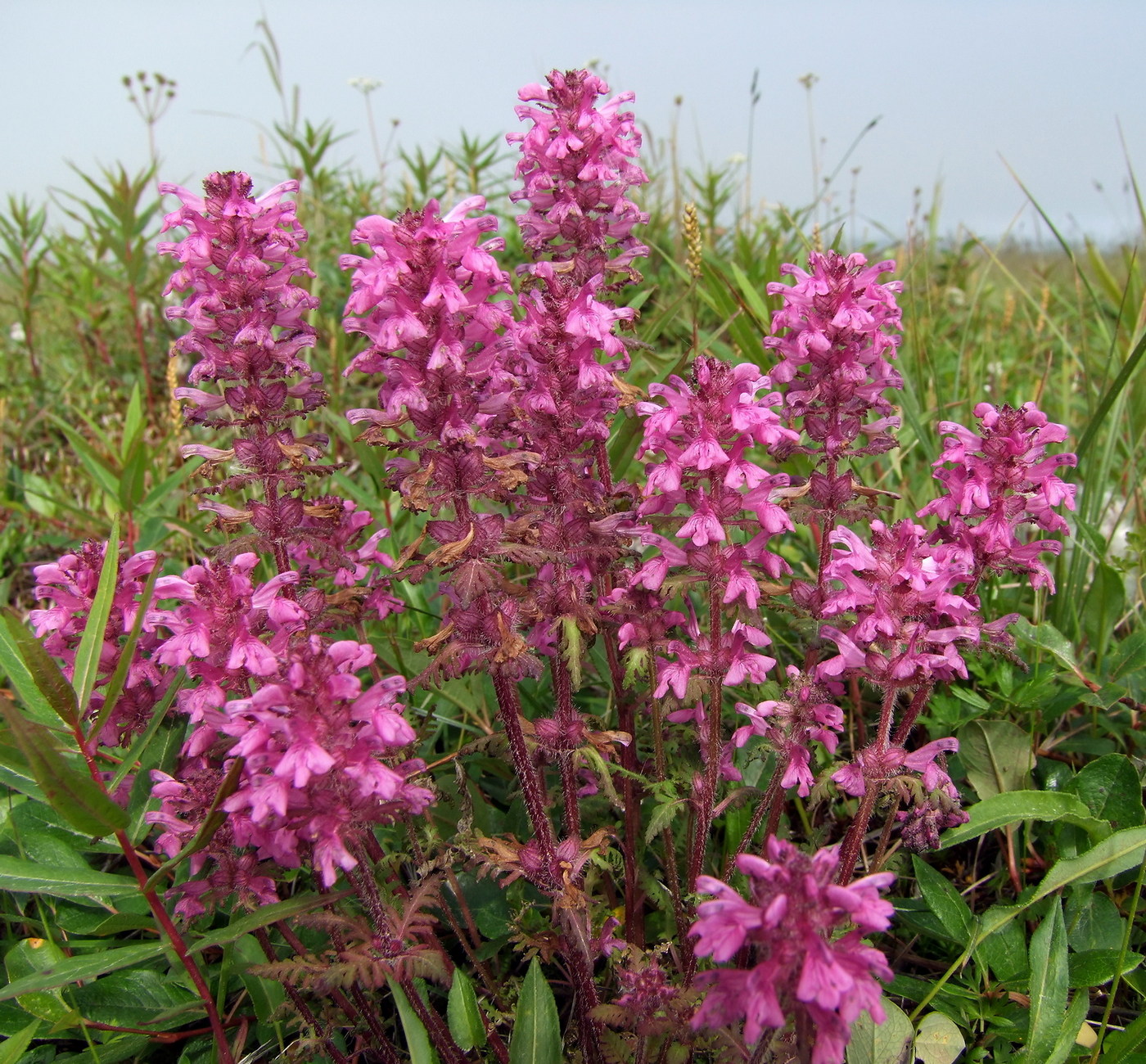 Изображение особи Pedicularis verticillata.