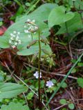 Corallorhiza trifida. Соплодия. Красноярский край, Эвенкийский р-н, Государственный природный заповедник \"Тунгусский\", лиственичный лес. 07.07.2010.