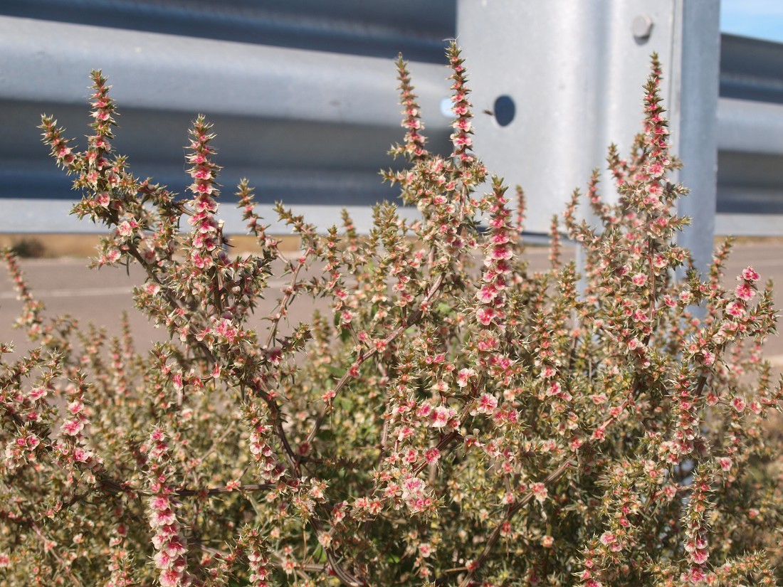 Изображение особи Salsola tragus.