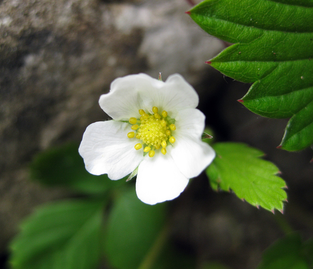 Image of Fragaria vesca specimen.