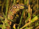 Смотреть изображение Odontites vulgaris