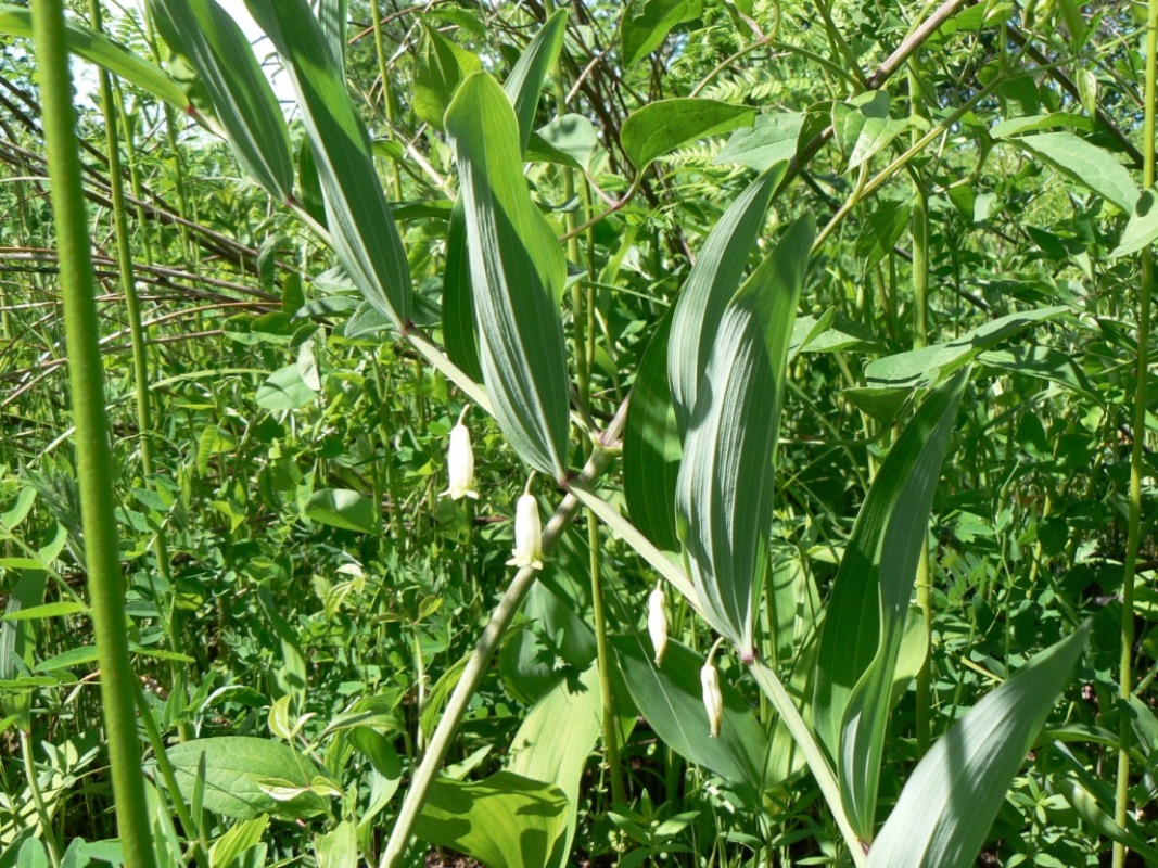 Изображение особи Polygonatum odoratum.