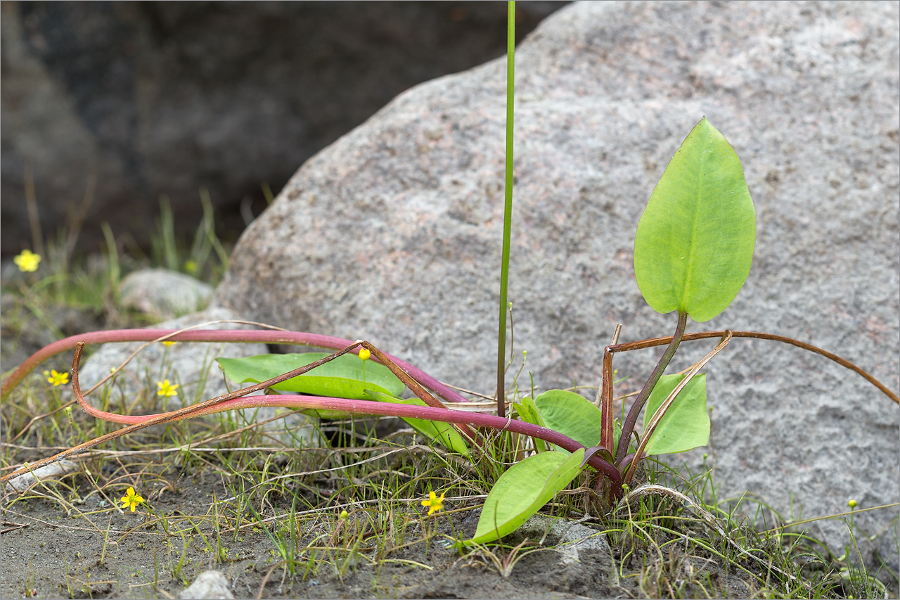 Image of Alisma plantago-aquatica specimen.