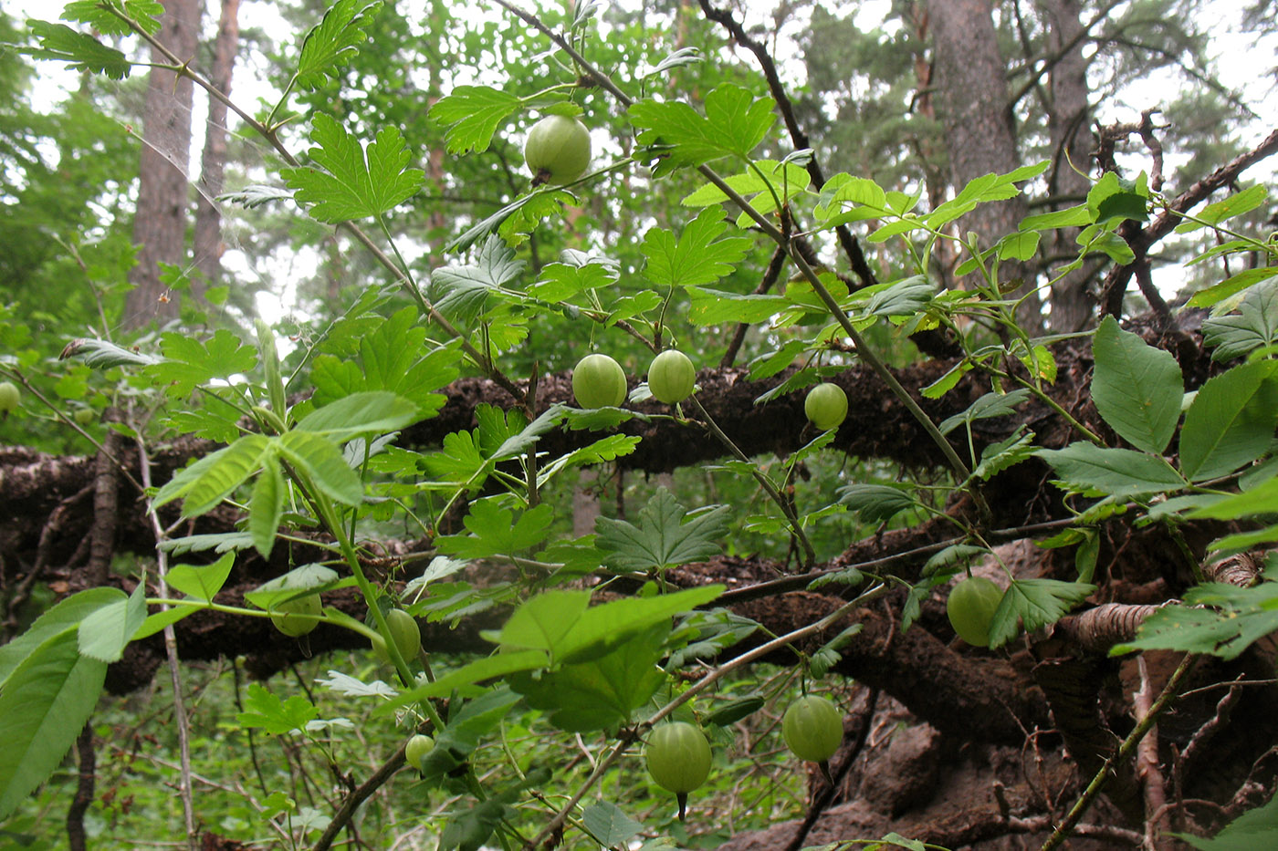Image of Grossularia uva-crispa specimen.