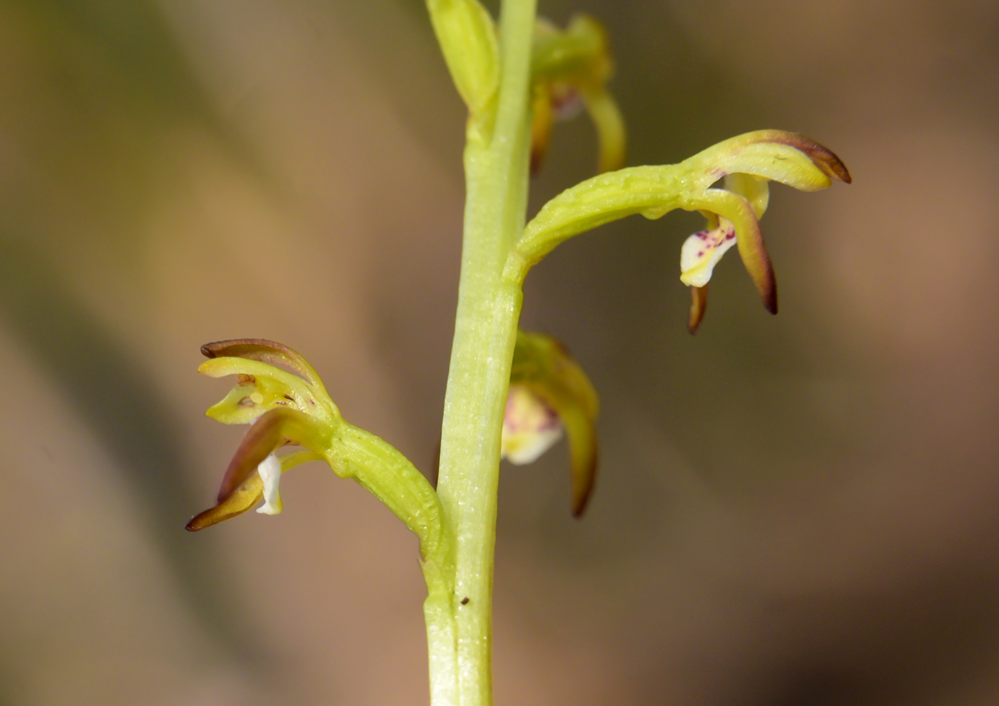 Изображение особи Corallorhiza trifida.