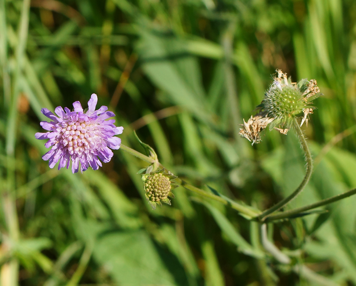 Image of Knautia arvensis specimen.