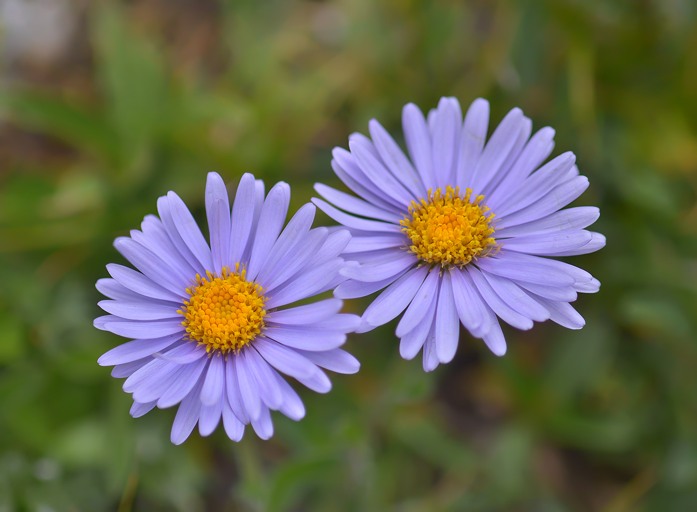 Изображение особи Aster alpinus.