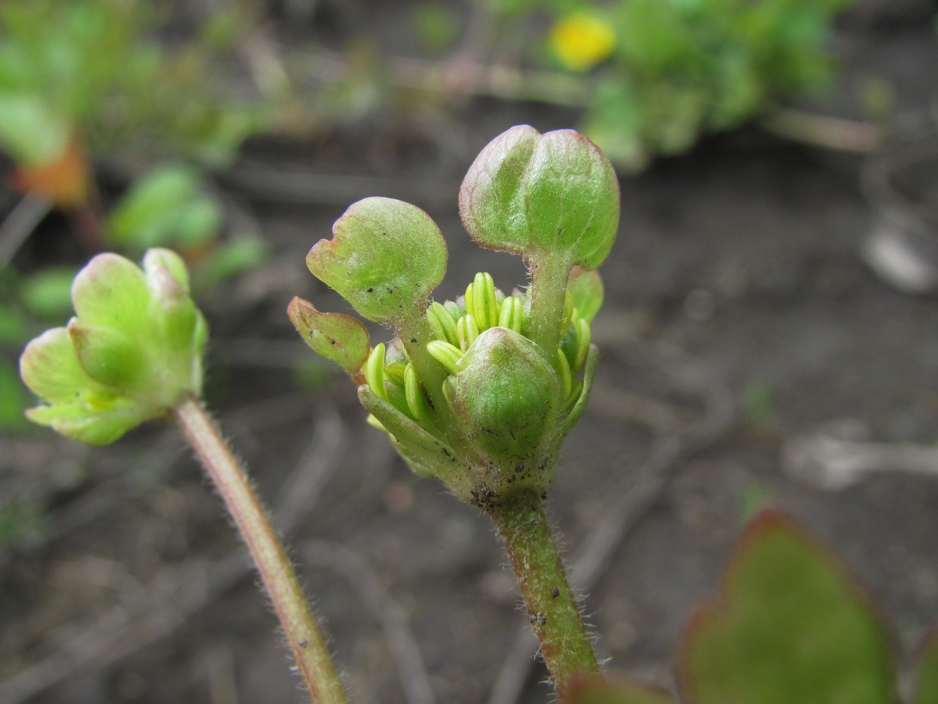 Image of Ranunculus repens specimen.