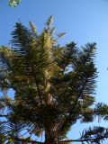 Araucaria heterophylla