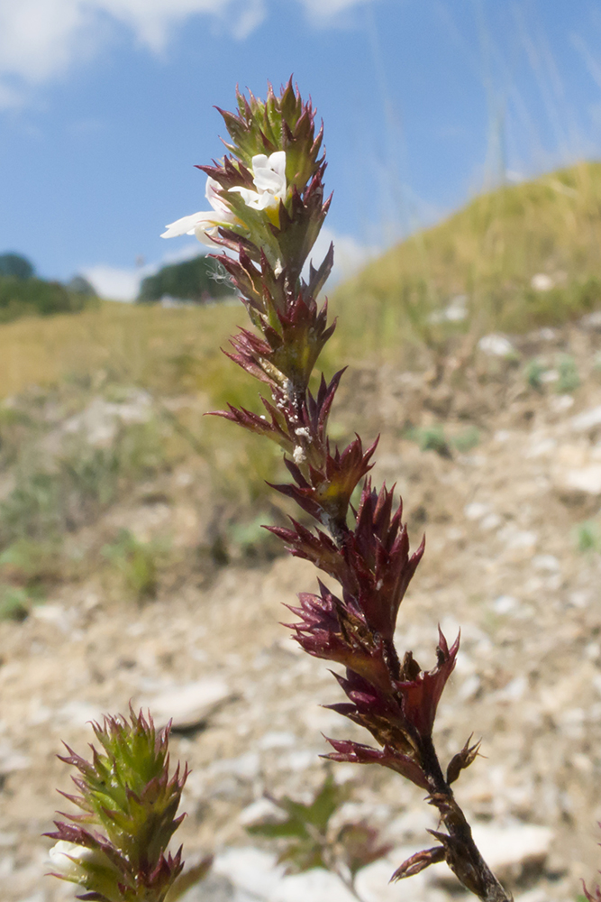 Image of Euphrasia pectinata specimen.