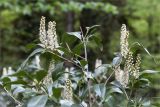 Lauro-cerasus officinalis. Верхушка веточки с соцветиями. Абхазия, Гудаутский р-н, Рицинский реликтовый национальный парк, долина р. Юпшара, хвойно-широколиственный лес, обочина дороги, ведущей к оз. Рица. 13.05.2021.