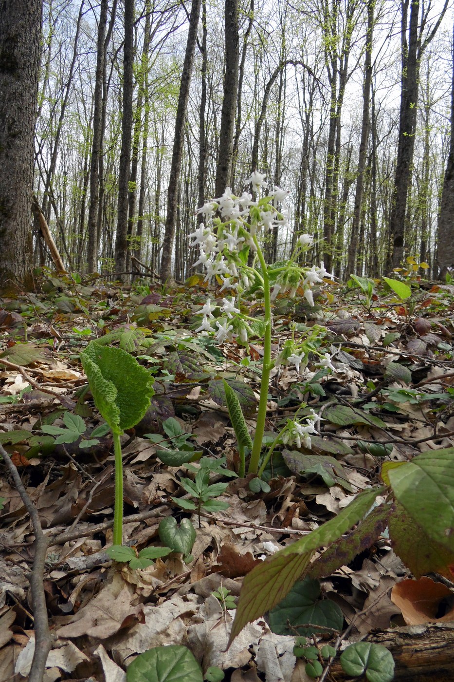 Изображение особи Trachystemon orientalis.