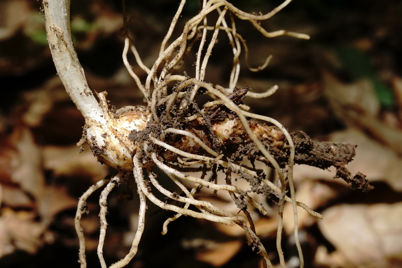 Image of Arum amoenum specimen.