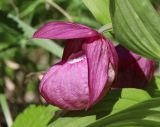 Cypripedium macranthos. Цветок. Новосибирская обл., Искитимский р-н, окр. пгт Линёво, школьный заказник орхидей, берёзовый колок. 10 июня 2022 г.