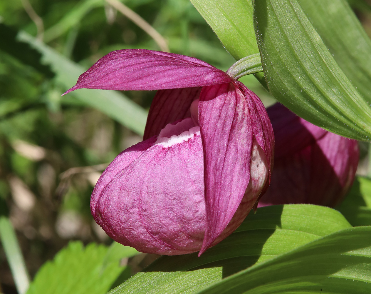 Изображение особи Cypripedium macranthos.