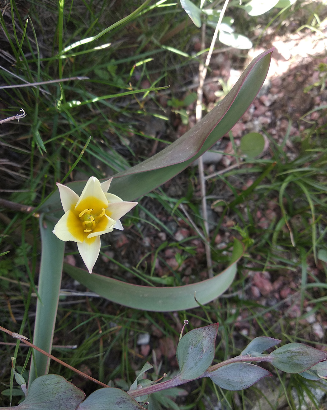 Изображение особи Tulipa turkestanica.