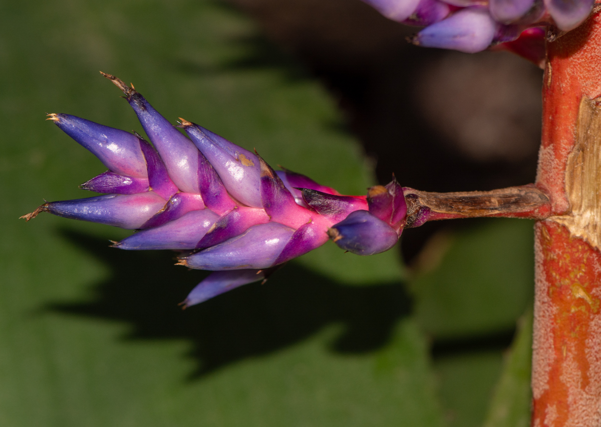 Image of genus Aechmea specimen.