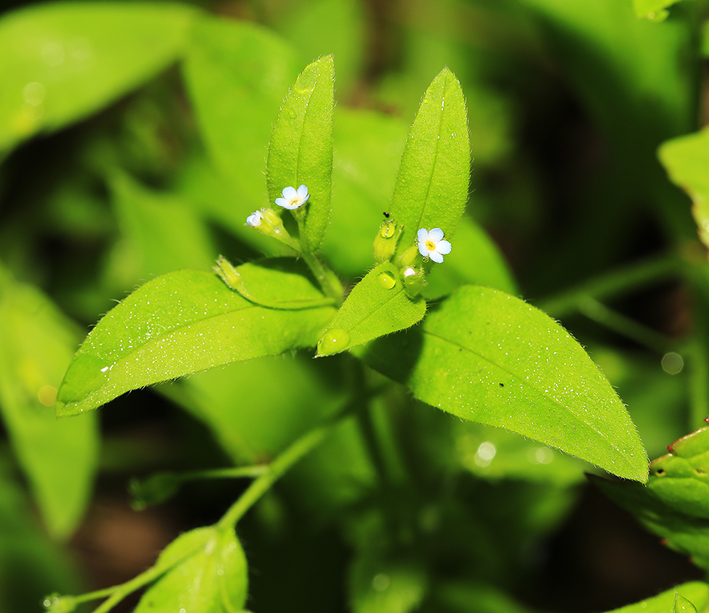 Image of Myosotis sparsiflora specimen.