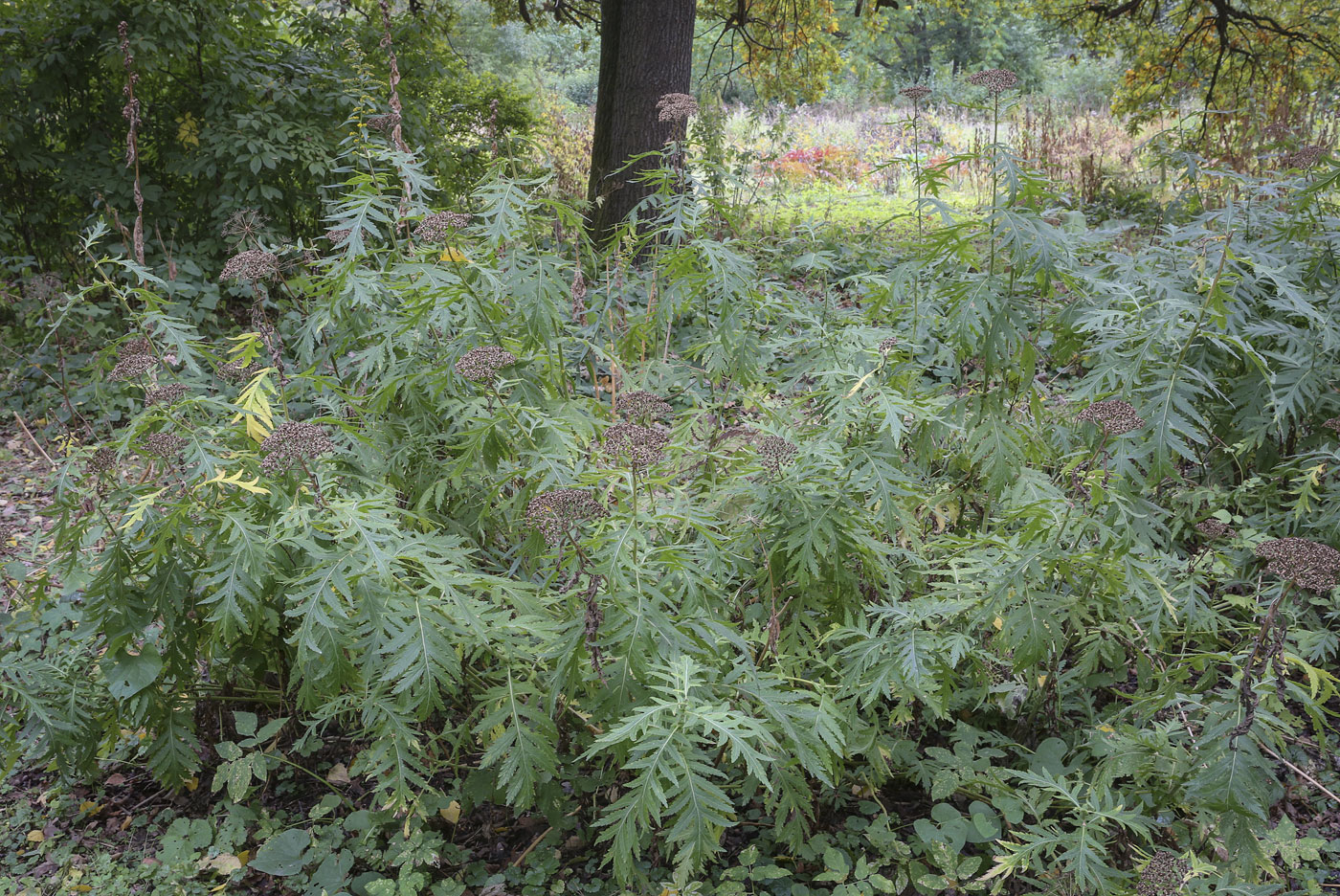 Image of Pyrethrum macrophyllum specimen.